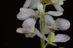 Whorled milkwort